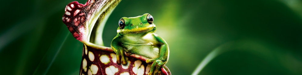 Palmengarten Header Imagemotiv